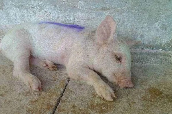 猪蓝耳病的症状，新生仔猪体温会升高至40℃以上