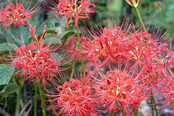 石蒜什么时候开花,花期一般是8-9月份