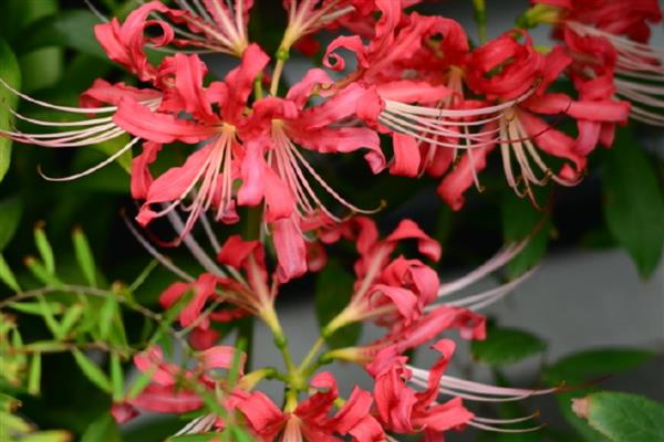 石蒜什么时候开花,花期一般是8-9月份