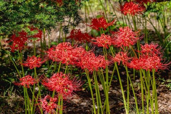 石蒜什么时候开花,花期一般是8-9月份