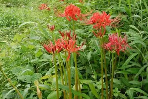 石蒜什么时候开花,花期一般是8-9月份