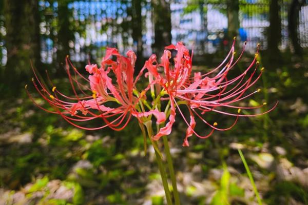 石蒜什么时候开花,花期一般是8-9月份