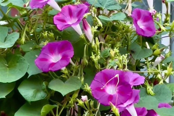 牵牛花秋季养护方法,要放在有散光的环境中