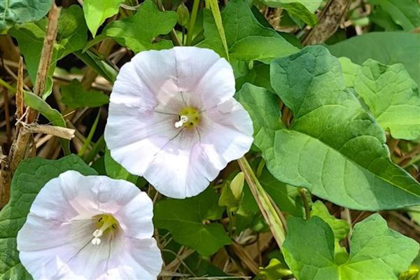 牵牛花秋季养护方法,要放在有散光的环境中