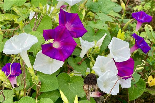 牵牛花秋季养护方法,要放在有散光的环境中