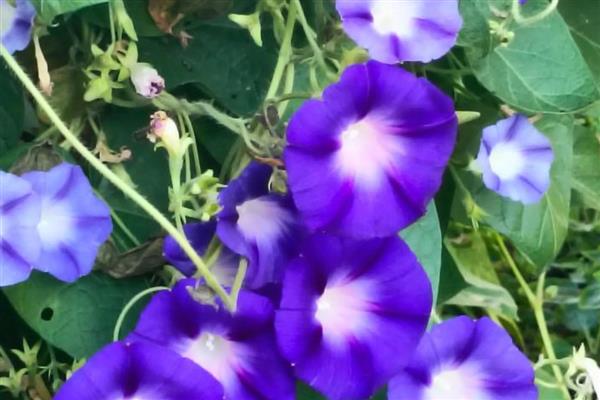牵牛花秋季养护方法,要放在有散光的环境中