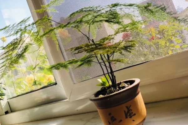 怎么养文竹才能叶子不发黄，需合理的进行施肥