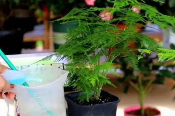怎么养文竹才能叶子不发黄，需合理的进行施肥
