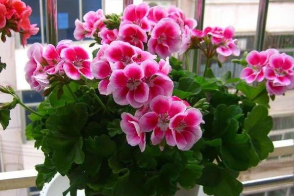 立春可以栽什么花,可以栽天竺兰、太阳花等