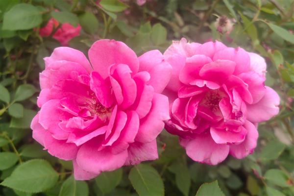 月季花的花期是几月,花期为每年的4-9月份