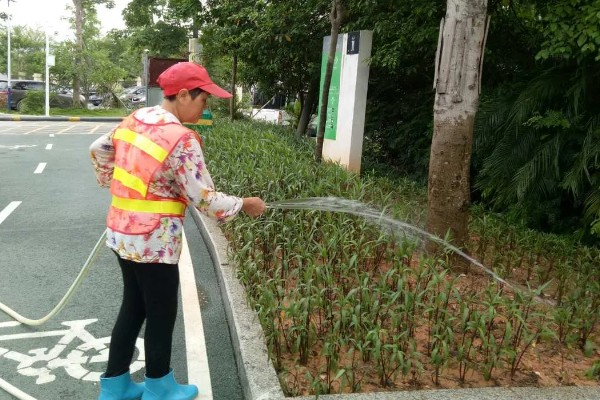 立春可以栽什么花,可以栽天竺兰、太阳花等