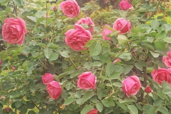 月季花的花期是几月,花期为每年的4-9月份