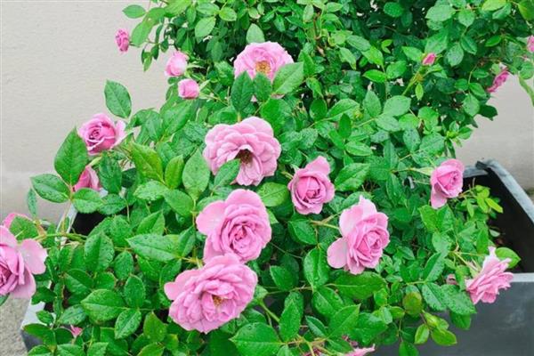 月季花的花期是几月,花期为每年的4-9月份