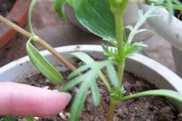立春可以栽什么花,可以栽天竺兰、太阳花等