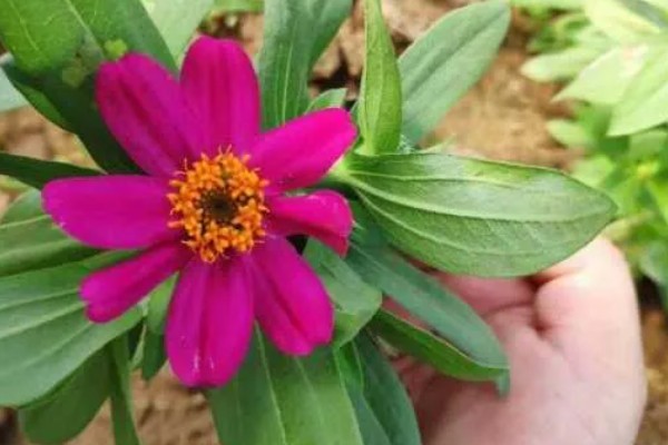 立春可以栽什么花,可以栽天竺兰、太阳花等