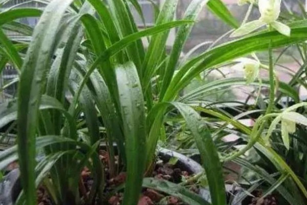 兰花能不能养在卧室中,放在卧室里可以净化空气