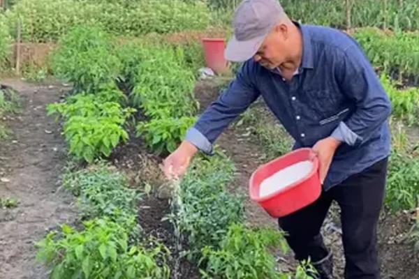 农药药害的应急补救措施,可撒施一些生石灰或草木灰