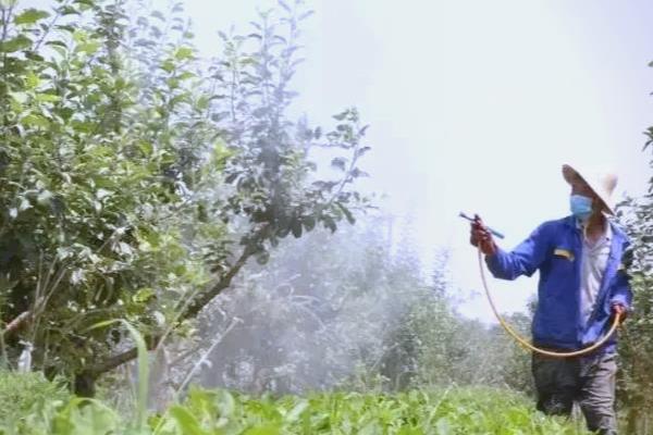 农药药害的应急补救措施,可撒施一些生石灰或草木灰