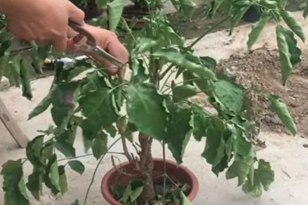 幸福树有没有毒，幸福树无毒