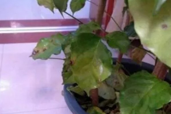 幸福树有没有毒，幸福树无毒