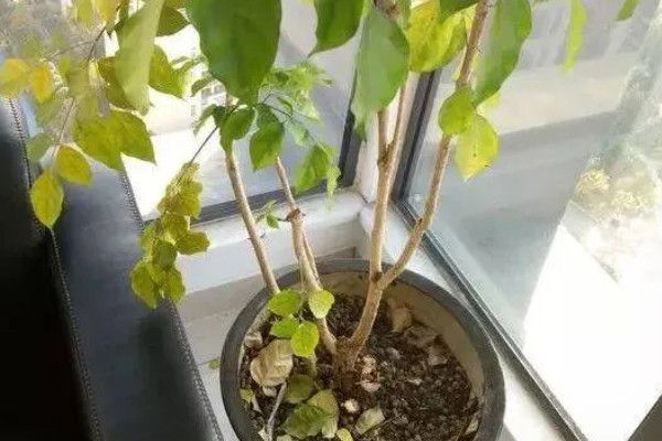 幸福树有没有毒，幸福树无毒