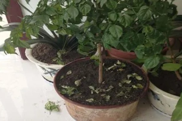 幸福树有没有毒，幸福树无毒