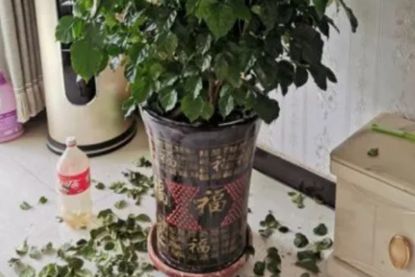 幸福树有没有毒，幸福树无毒
