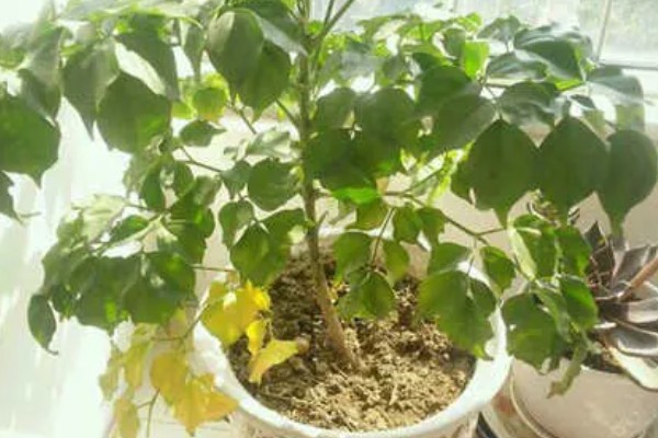 幸福树有没有毒，幸福树无毒