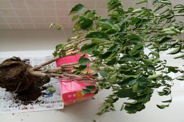 幸福树有没有毒，幸福树无毒