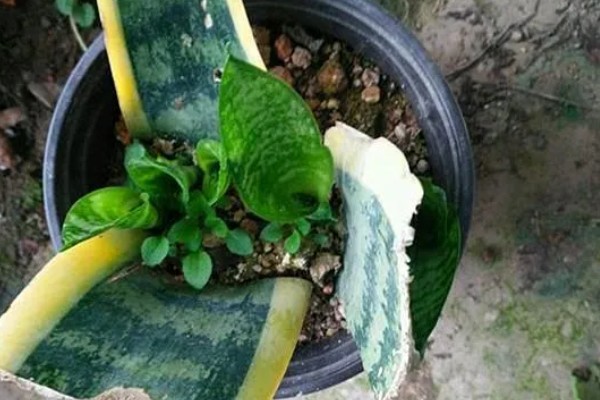 虎皮兰断了怎么处理，用多菌灵在断掉的地方进行消毒