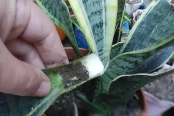 虎皮兰断了怎么处理，用多菌灵在断掉的地方进行消毒