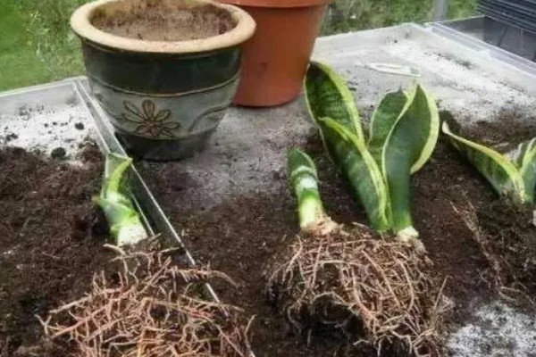 虎皮兰断了怎么处理，用多菌灵在断掉的地方进行消毒