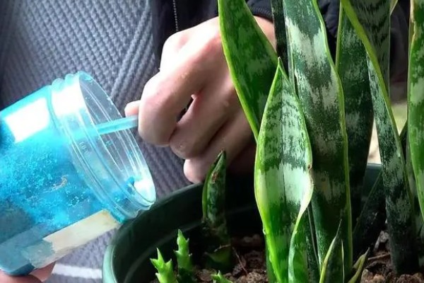 虎皮兰断了怎么处理，用多菌灵在断掉的地方进行消毒