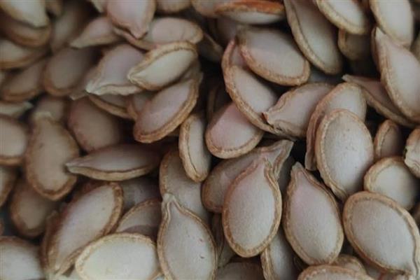 怎么让南瓜多结果，播种前用增产灵溶液浸泡3-4小时