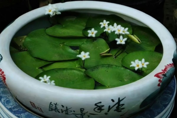 金银莲花怎么养殖,生长期每隔半月换一次水