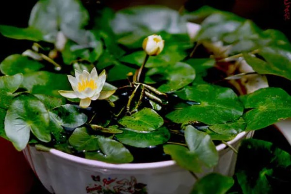 金银莲花怎么养殖,生长期每隔半月换一次水