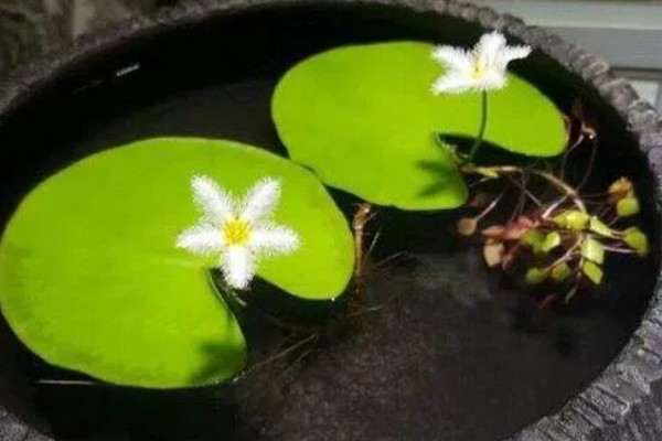 金银莲花怎么养殖,生长期每隔半月换一次水