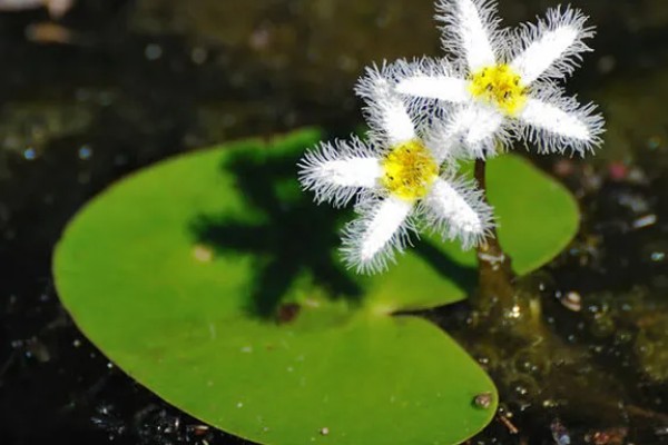 金银莲花怎么养殖,生长期每隔半月换一次水