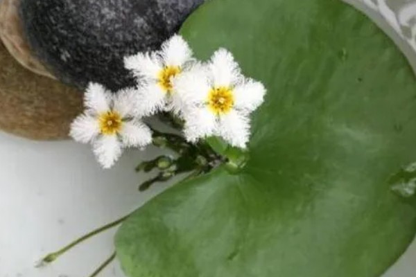 金银莲花怎么养殖,生长期每隔半月换一次水