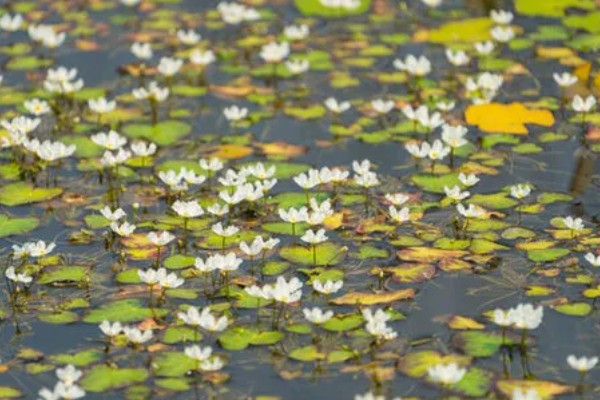 金银莲花怎么养殖,生长期每隔半月换一次水