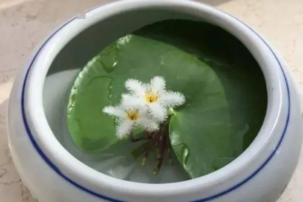 金银莲花怎么养殖,生长期每隔半月换一次水