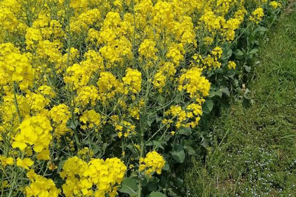 油菜花的特征,颜色呈鲜黄色、花瓣呈倒卵形