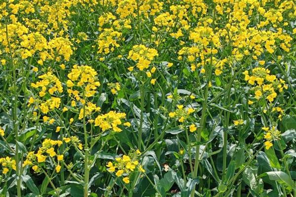 油菜花的特征,颜色呈鲜黄色、花瓣呈倒卵形
