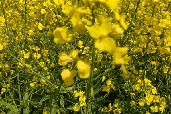 油菜花的特征,颜色呈鲜黄色、花瓣呈倒卵形