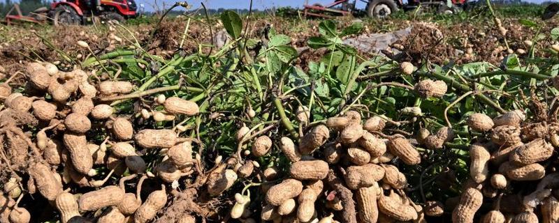适合河北种植的花生品种，有冀花8号、豫花15号等