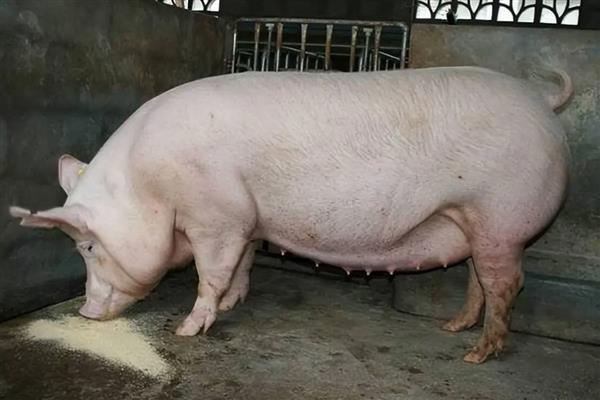 母猪产前3天的饲喂量，饲喂2-2.5公斤左右