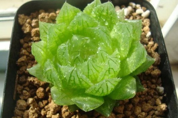 将樱水晶养得更胖的方法,春秋季节每隔20天追肥一次