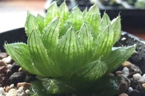 将樱水晶养得更胖的方法,春秋季节每隔20天追肥一次