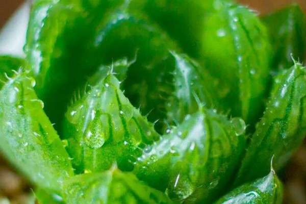 将樱水晶养得更胖的方法,春秋季节每隔20天追肥一次