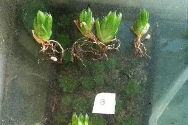 将樱水晶养得更胖的方法,春秋季节每隔20天追肥一次